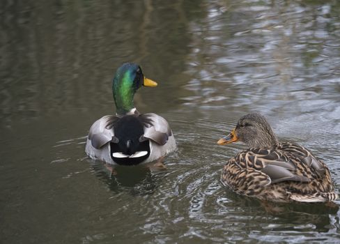 Close up mallard couple, Anas platyrhynchos, male and female duck swimming on water suface with grass, stone and dirt. Selective focus.