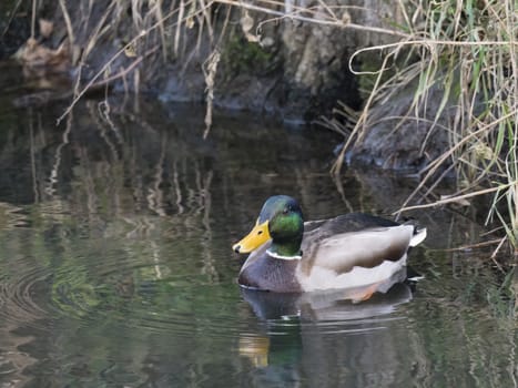 Close up mallard, Anas platyrhynchos, male duck swimming on water suface with grass, stone and dirt. Selective focus.