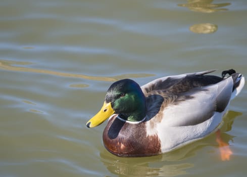 Close up mallard, Anas platyrhynchos, male duck bird swimming on lake water suface in sunlight. Selective focus.