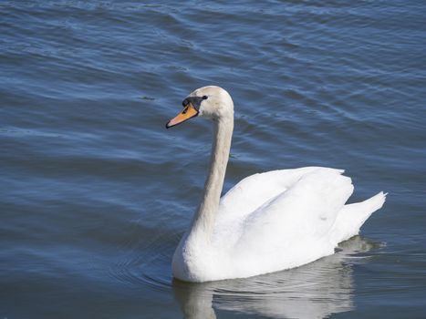 Close up white mute swan, Cygnus olor, swimming on lake blue water suface in sunlight. Selective focus.
