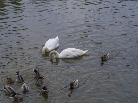 couple of white swan diving heads into pond with group od duck and drake sinking and swiming