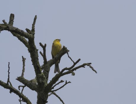 A yellowhammer sits on the branch of bare dry tree, blue sky background, copy space. Emberiza citrinella is a passerine bird in the bunting family