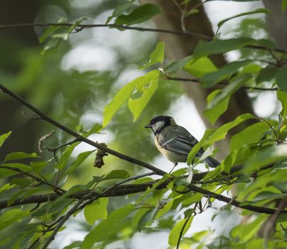 coal tit, Periparus ater sitting on the branch with spring green leaves . Wildlife scene from nature. Song bird in the natural habitat