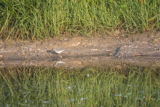 Female White Wagtail Motacilla alba standing on shore of water pond with green grass reeds, with water reflection. Prague, Piskovna, Czech Republic.