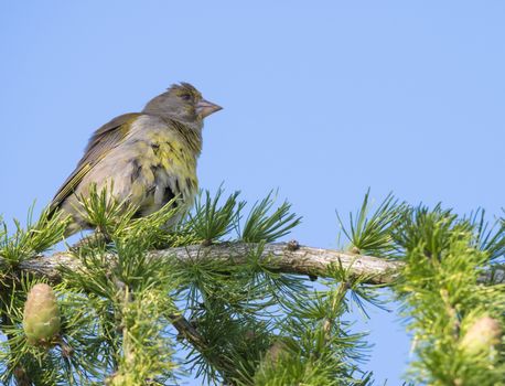 Close up male European greenfinch Chloris chloris sits on the branch of a larch tree. Chloris chloris is a small passerine bird in the finch family Fringillidae. Blue sky background