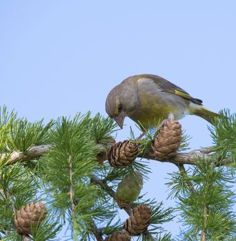 Close up male European greenfinch Chloris chloris sits on the branch of a larch tree and pecking and eating cone seeds. Chloris chloris is a small passerine bird in the finch family Fringillidae. Blue sky background