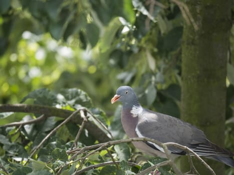 Close up common Wood pigeon Columba palumbus perched on linden tree branch between green leaves.