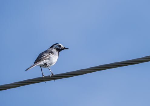 Female White Wagtail Motacilla alba sitting on eletric wire against a blue sky background. Copy space.