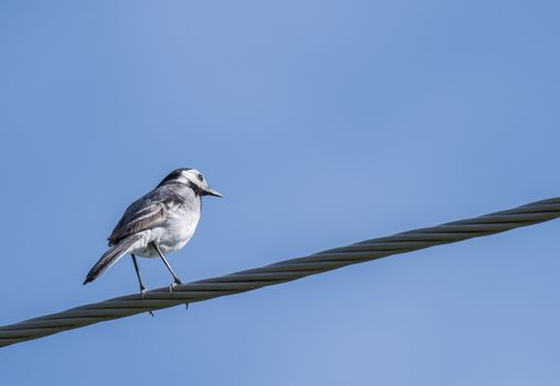 Female White Wagtail Motacilla alba sitting on eletric wire against a blue sky background. Copy space.