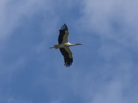 The white stork, Ciconia ciconia, flying with widely spread wings on blue sky background.