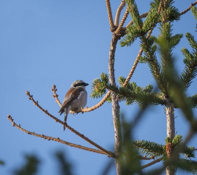 Red-backed shrike Lanius collurio sitting on a spruce tree branch against blue sky background. Red-backed shrike is a carnivorous passerine bird and member of the shrike family Laniidae.