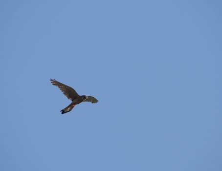 close up young western marsh harrier Circus aeruginosus flying against clear blue sky, frontal view.