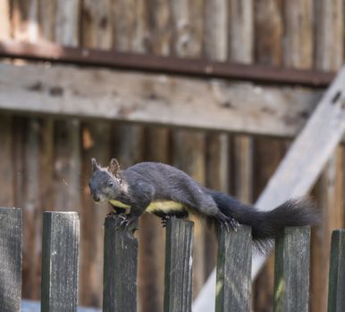 Close up Black squirrel, Sciurus vulgaris climbing on wooden fence paling. Selective focus, copy space.