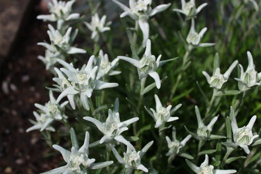 The picture shows a blossoming edelweiss in the garden