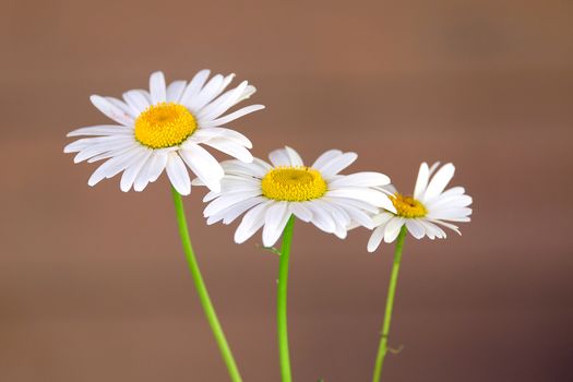 Three wild chamomile flowers on thin stems over blur brown background horizontal view close up