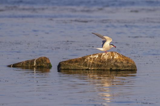 Adult Common Tern, Sterna hirundo, holding a fish upon arock in baltic sea, Kalmar, Sweden