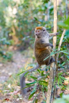 Eastern lesser bamboo lemur (Hapalemur griseus) known as the gray bamboo lemur and the gray gentle lemur. Andasibe Madagascar Vakona Private Reserve. Magagascar endemic wildlife and wilderness.