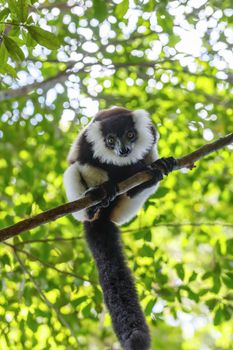 Black-and-white ruffed lemur (Varecia variegata subcincta) in natural rainforest habitat, Nosy Mangabe forest reserve. Madagascar wildlife and wilderness