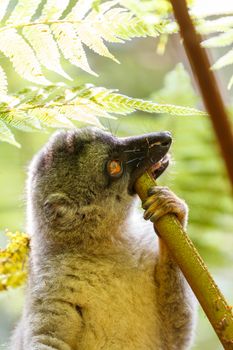 Common brown lemur (Eulemur fulvus) feeding in top of the tree, in natural habitat, Andasibe - Analamazaotra National Park, Madagascar wildlife