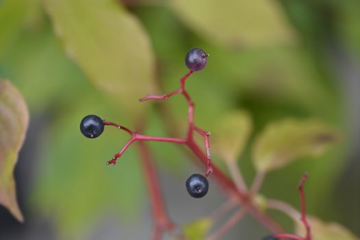 Giant dogwood berries - Latin name - Cornus controversa