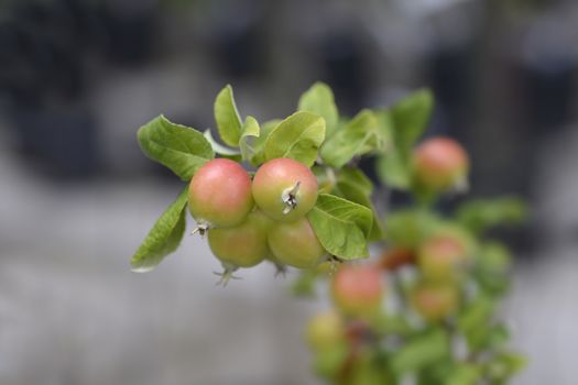 Crab apple Golden Hornet - Latin name - Malus x zumi Golden Hornet