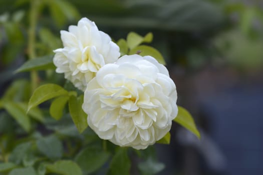 Rose Lady Romantica flowers - Latin name - Rosa Lady Romantica