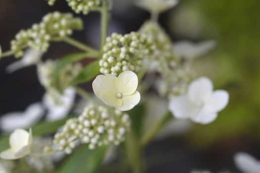 Paniculate hydrangea Phantom flower - Latin name - Hydrangea paniculata Phantom