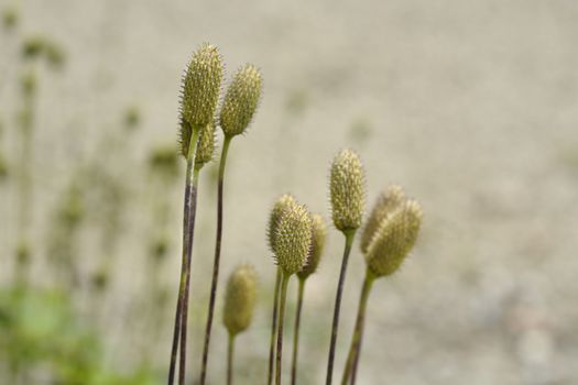 Tall anemone seed heads - Latin name - Anemone virginiana