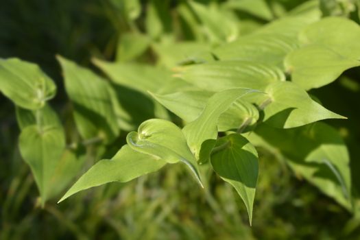 Hairy toad lily leaves - Latin name - Tricyrtis hirta