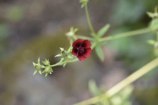 Dark Crimson Cinquefoil flower - Latin name - Potentilla atrosanguinea