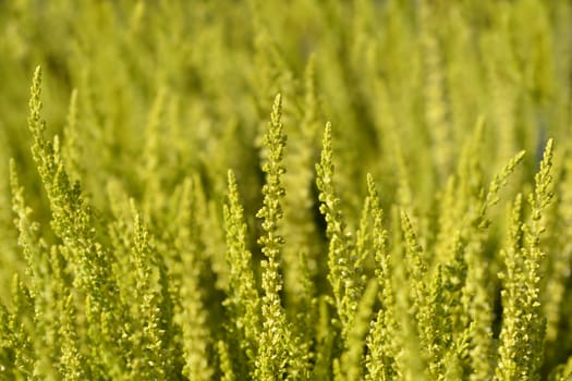 Common heather - Latin name - Calluna vulgaris