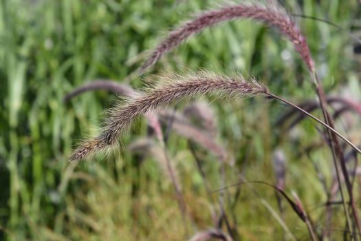 Fountain Grass Rubrum - Latin name - Pennisetum advena Rubrum