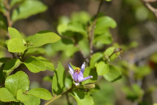 Crossberry purple flower - Latin name - Grewia similis