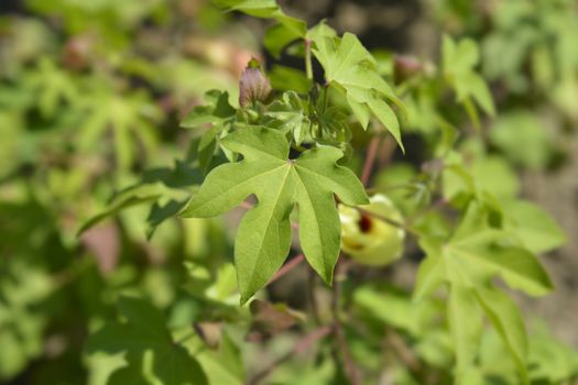 Levant cotton leaves - Latin name - Gossypium herbaceum