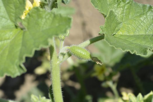 Squirting cucumber - Latin name - Ecballium elaterium