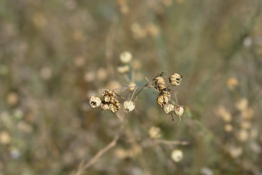 Perennial flax seed heads - Latin name - Linum perenne