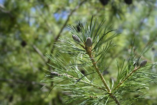 Armand pine branch - Latin name - Pinus armandii