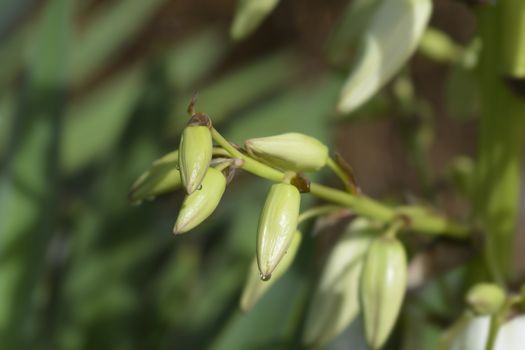 Spanish dagger flower buds - Latin name - Yucca gloriosa