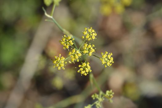 Common fennel yellow flowers - Latin name - Foeniculum vulgare