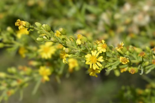 Sticky aster yellow flowers - Latin name - Dittrichia viscosa