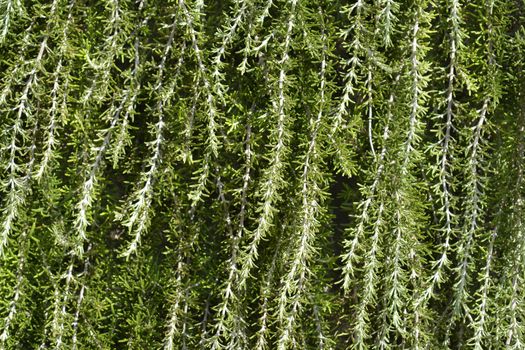 Rosemary branches - Latin name - Rosmarinus officinalis