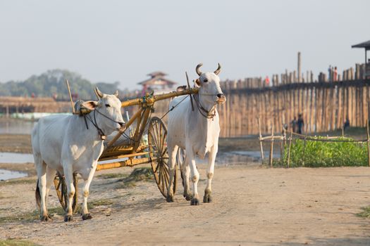 Cows yoked to cart Taungthaman Lake near Amarapura in Myanmar by the U Bein Bridge Late afternoon sun, golden light. High quality photo