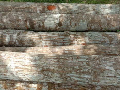 stack of firewood in forest