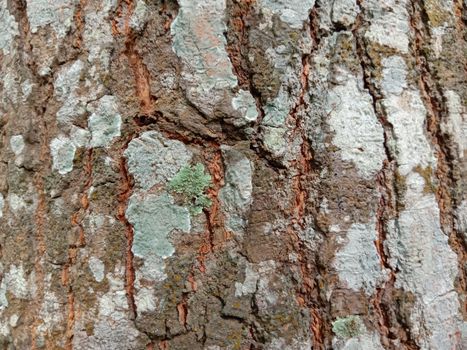 wooden texture background on saw mill