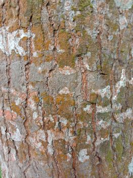 wooden texture background on saw mill