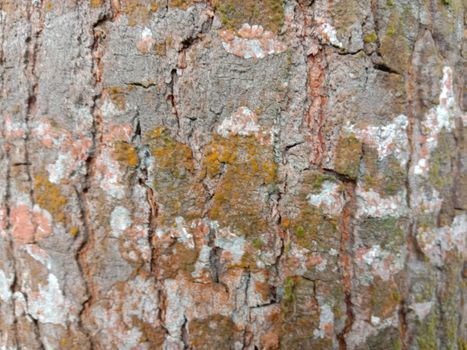 wooden texture background on saw mill