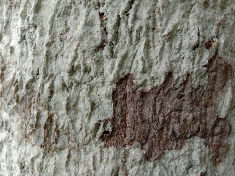 wooden texture background on saw mill