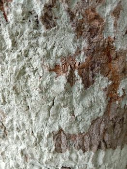 wooden texture background on saw mill