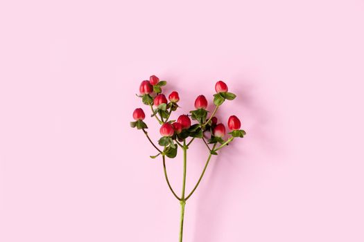 Hypericum perforatum, Red St. John's wort on a pink background, banner, postcard, advertising, homeopathy concept, alternative medicine, red fruit on a branch, background, design, copy space.