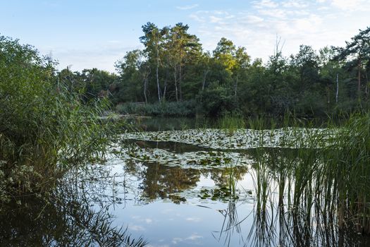 reflections of the trees and forest in the lake with waterflowers like lily in the national park de ijzeren man